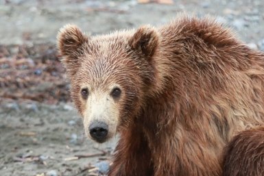 Почему медведи уходят из лесов в города, рассказали в России - власти опровергли версию о вырубке тайги Игорь Чёрный, ИА MagadanMedia.ru