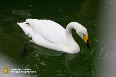 Лебединая пара из Центрального парка в Ставрополе перебралась в зимний домик