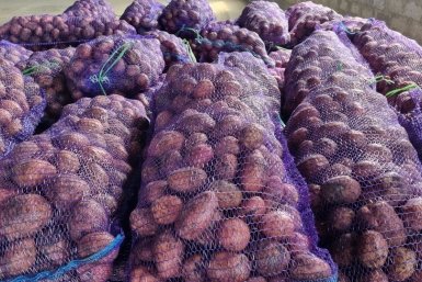 Предгорный округ собрал 60 тысяч тонн картофеля Пресс-служба администрации Предгорного муниципального округа Ставропольского края