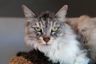 Не стареют, не болеют и живут по 20 лет: эти 5 пород кошек удивляют долголетием