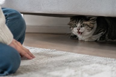 Кошка воет так, что мурашки по коже — вот 5 причин: не пропустите тревожные сигналы