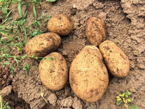 "Галу" больше не сажаю - нашла сорт урожайнее: с куста по 30 клубней, пюре из них самое вкусное