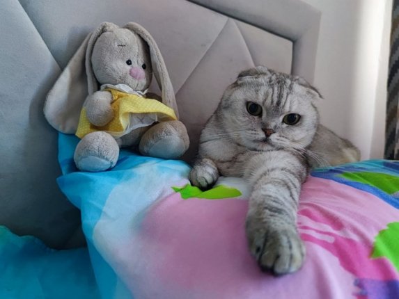 Можно ли спать с кошкой на одной подушке - в давнем споре кошатников поставлена точка