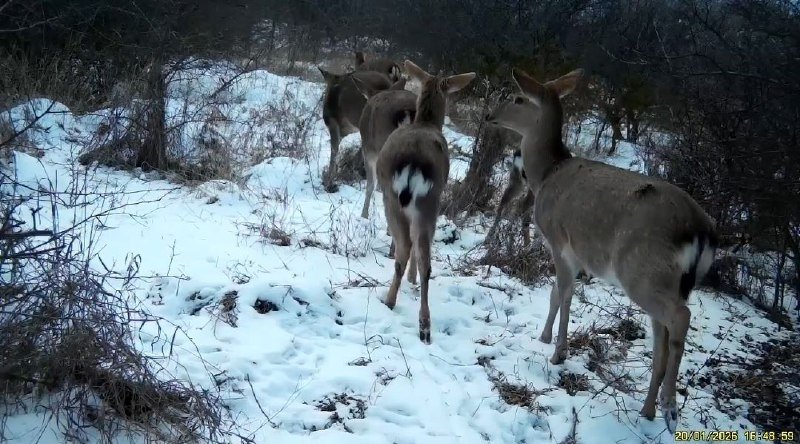Стадо пятнистых оленей попало в объектив фотоловушки на Ставрополье