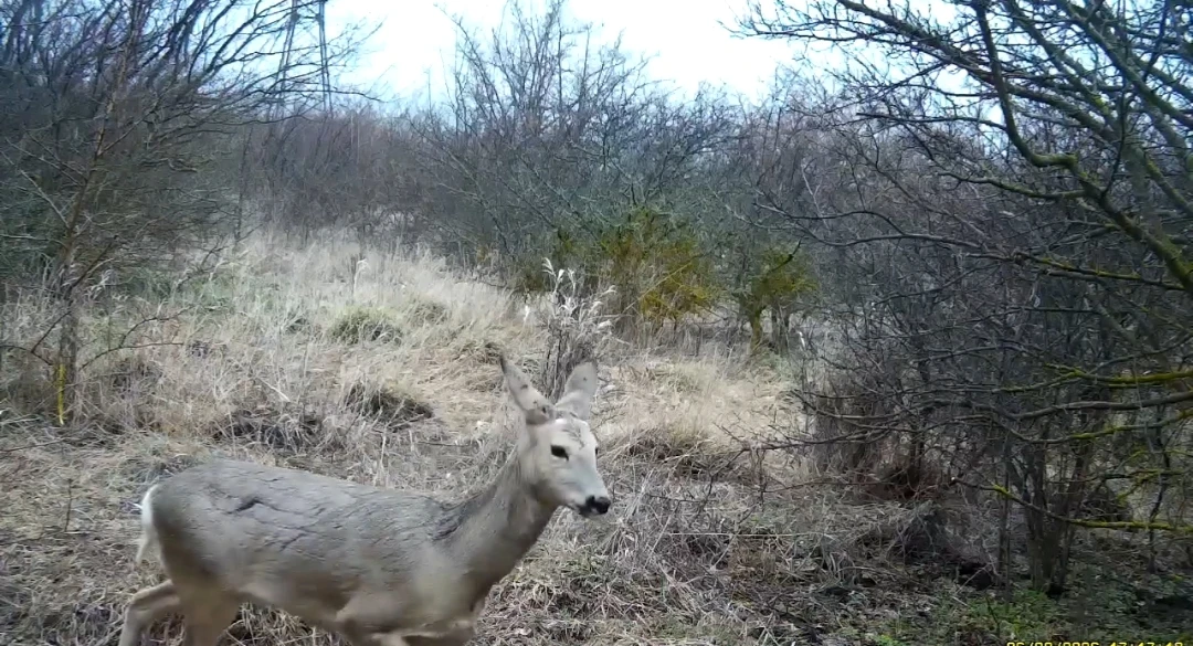 В объектив фотоловушки попали олени на Ставрополье Минприроды Ставрополья