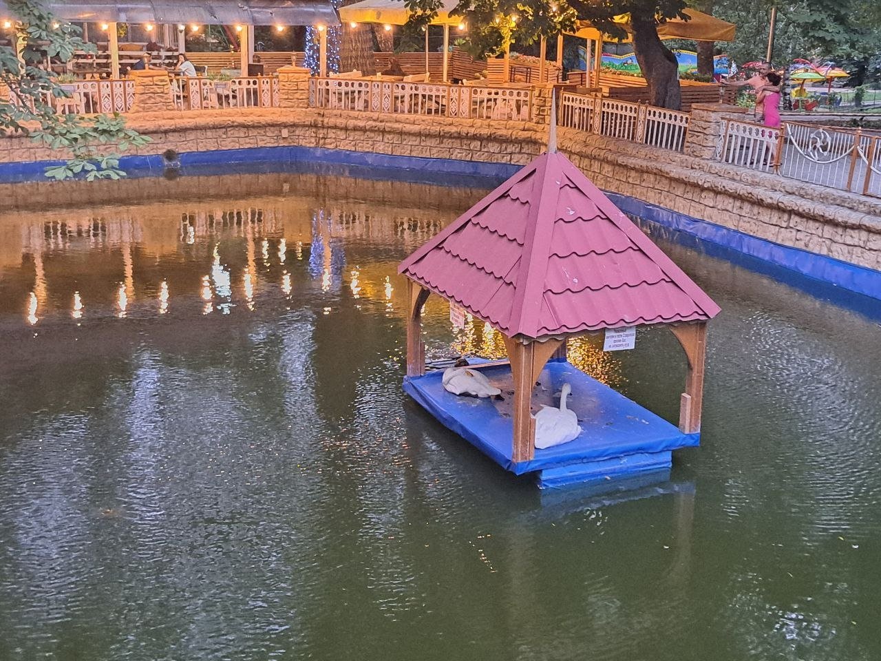 Белых лебедей после зимовки выпустили в пруд Центрального парка Ставрополя ИА Stavropol.Media