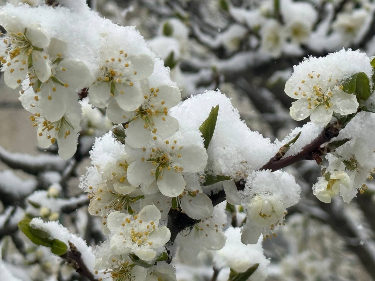 Мокрый снег с дождём прогнозируют синоптики на 23 и 24 апреля на Ставрополье ИА Stavropol.Media