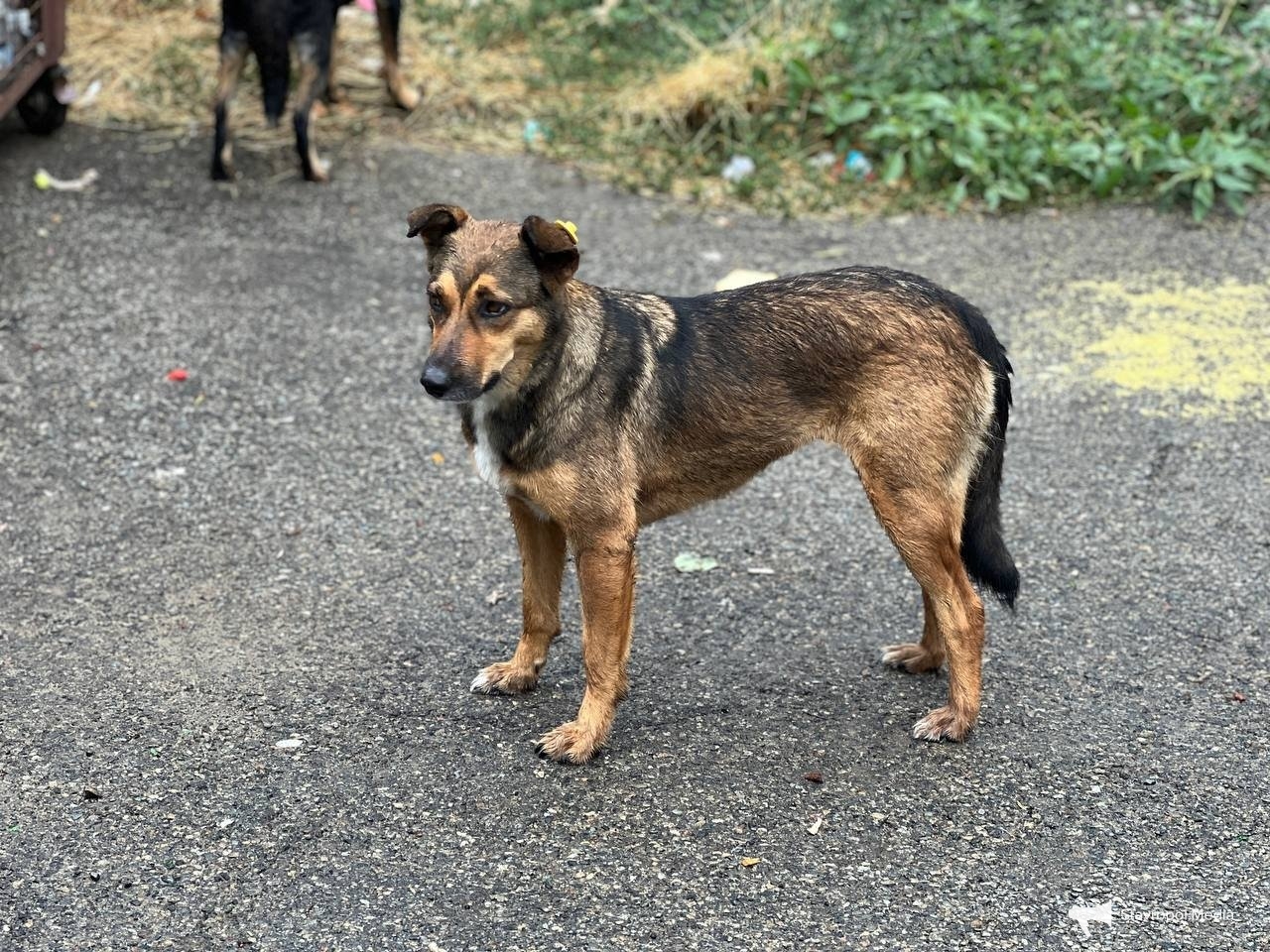 Бастрыкин требует возбудить уголовное дело после нападения собак в Железноводске ИА Stavropol.Media