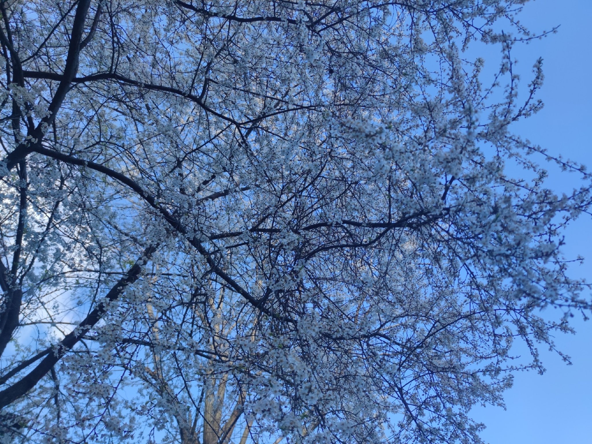 Почти 10 часов действовал режим опасности БПЛА 23 апреля на Ставрополье ИА Stavropol.Media