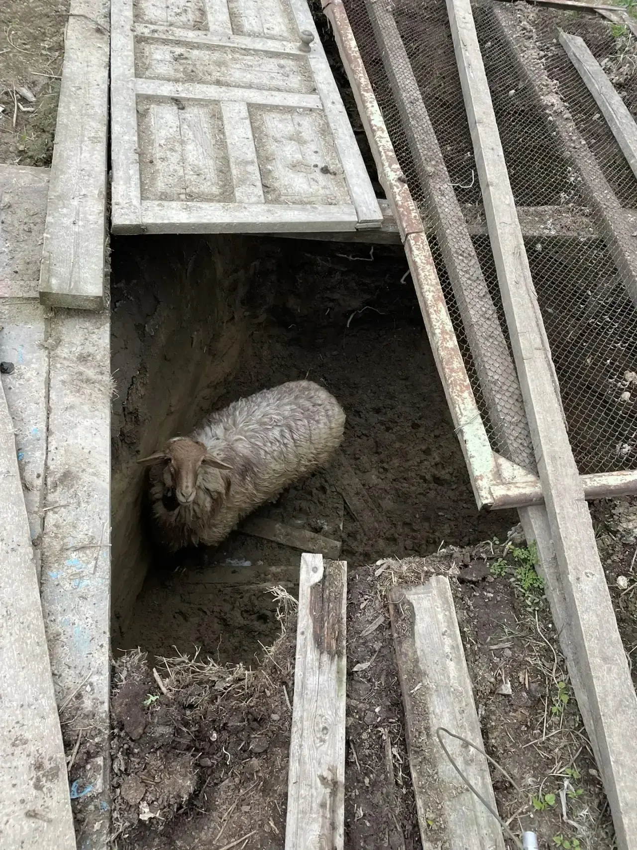 Ставропольские спасатели вызволили барана Борю, угодившего в яму ПАСС СК