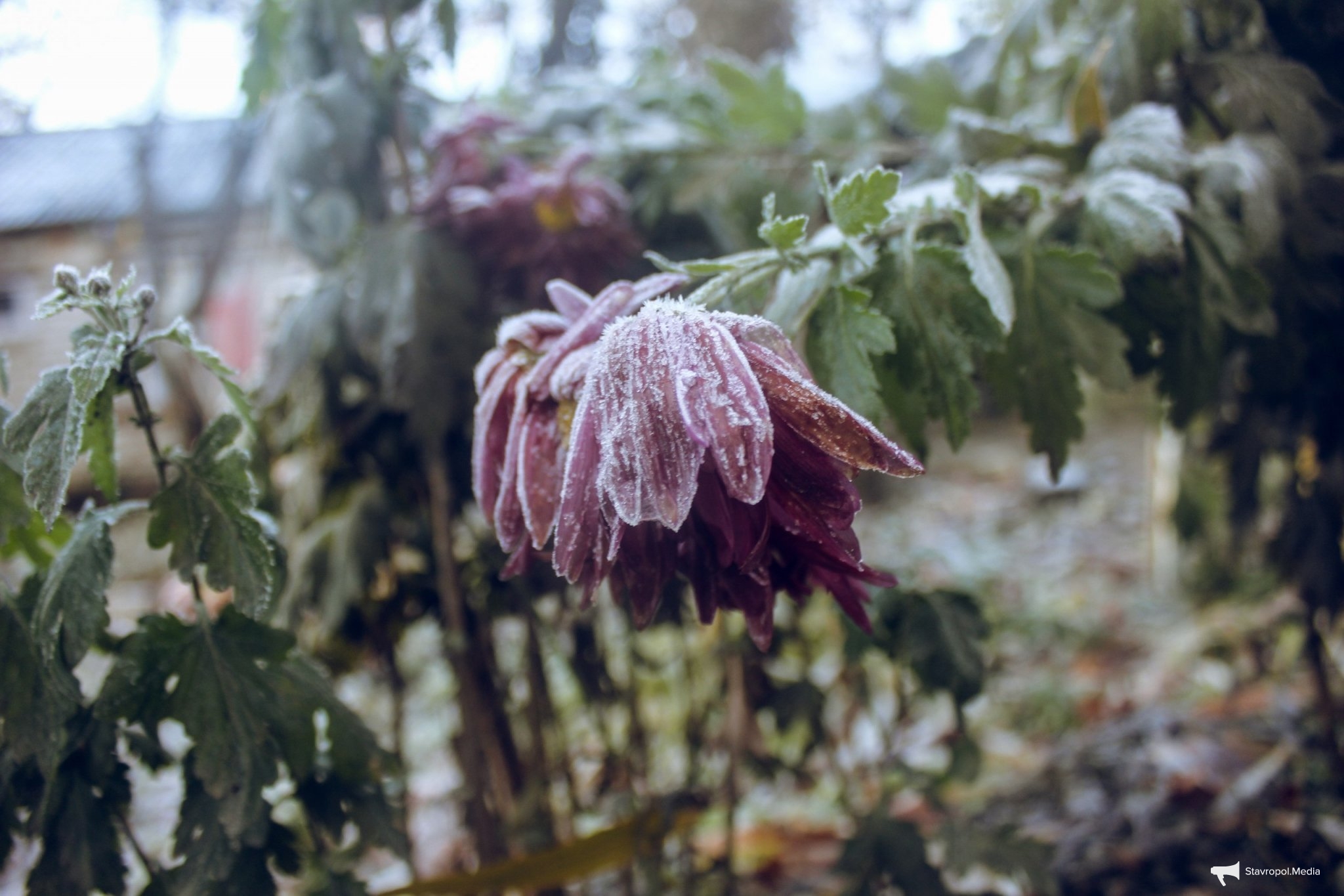На Ставрополье из-за заморозков объявили штормовое предупреждение ИА Stavropol.Media