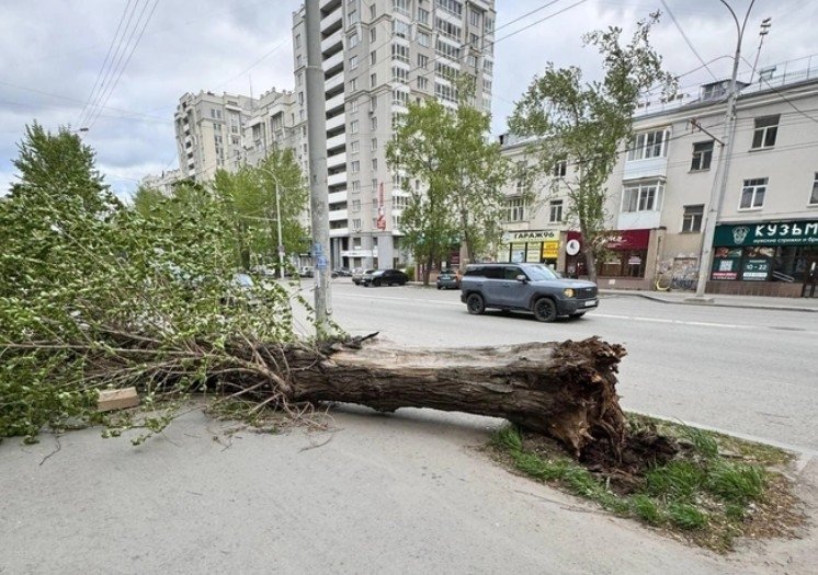 Ветер валит деревья Соцсети