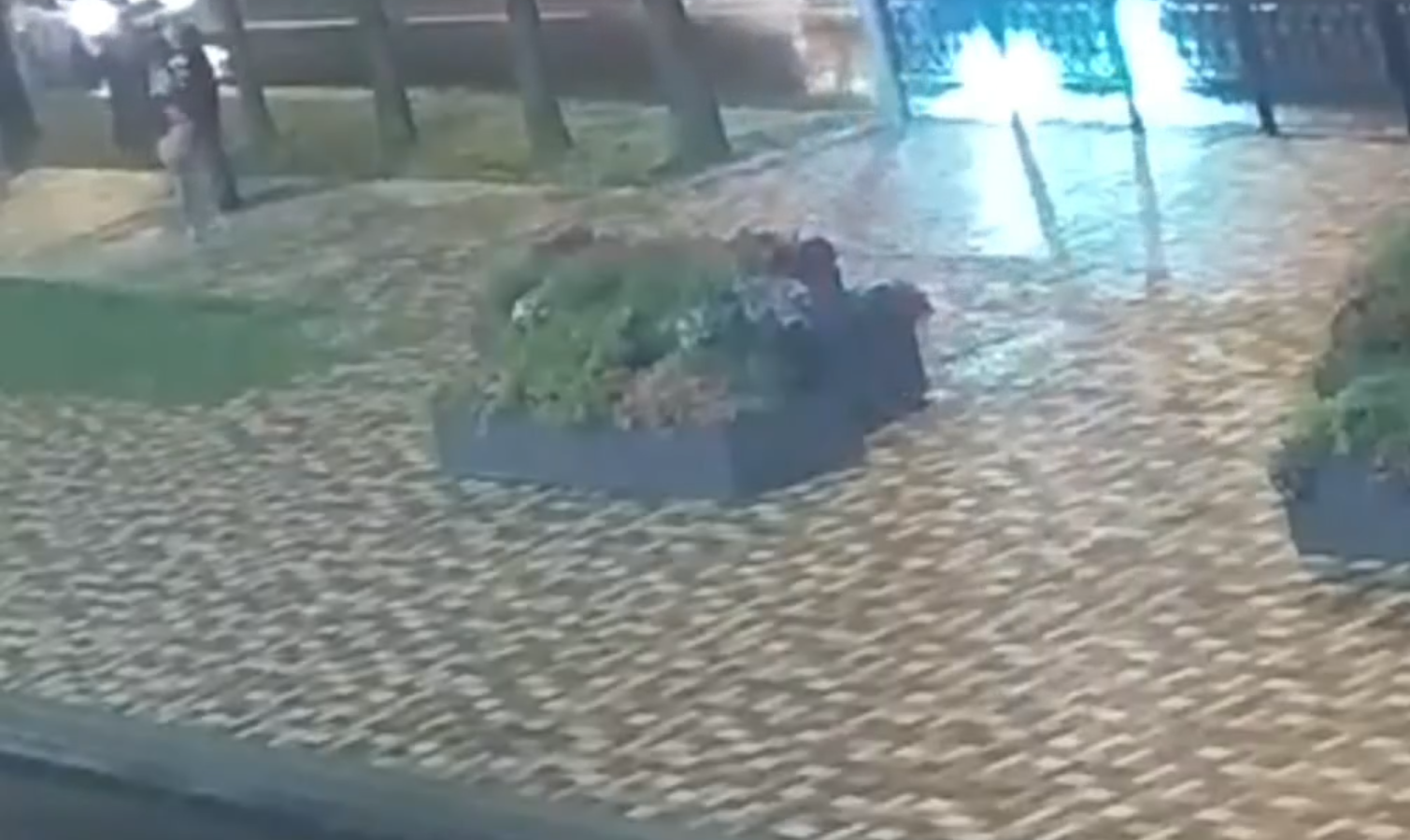 Полиция и прокуратура взялись за вандалов, ворующих растения с клумб Ставрополя пресс-служба администрации Ставрополя